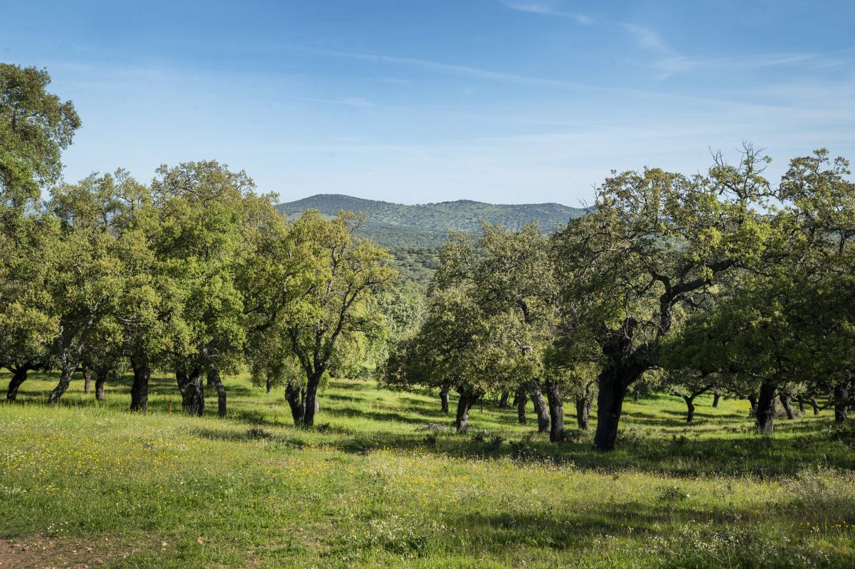 Dehesa embutidos ibéricos