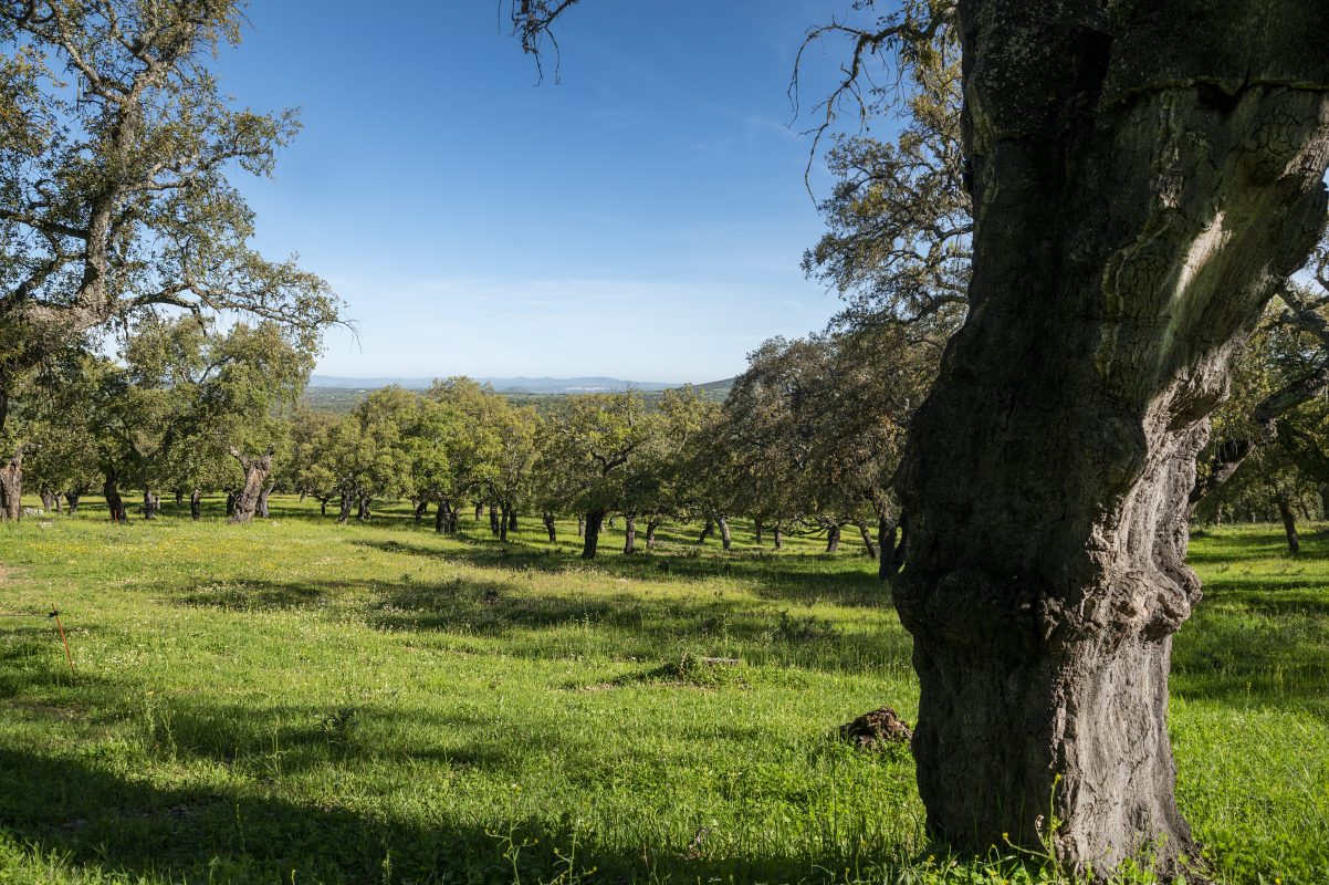 Dehesa embutidos ibéricos