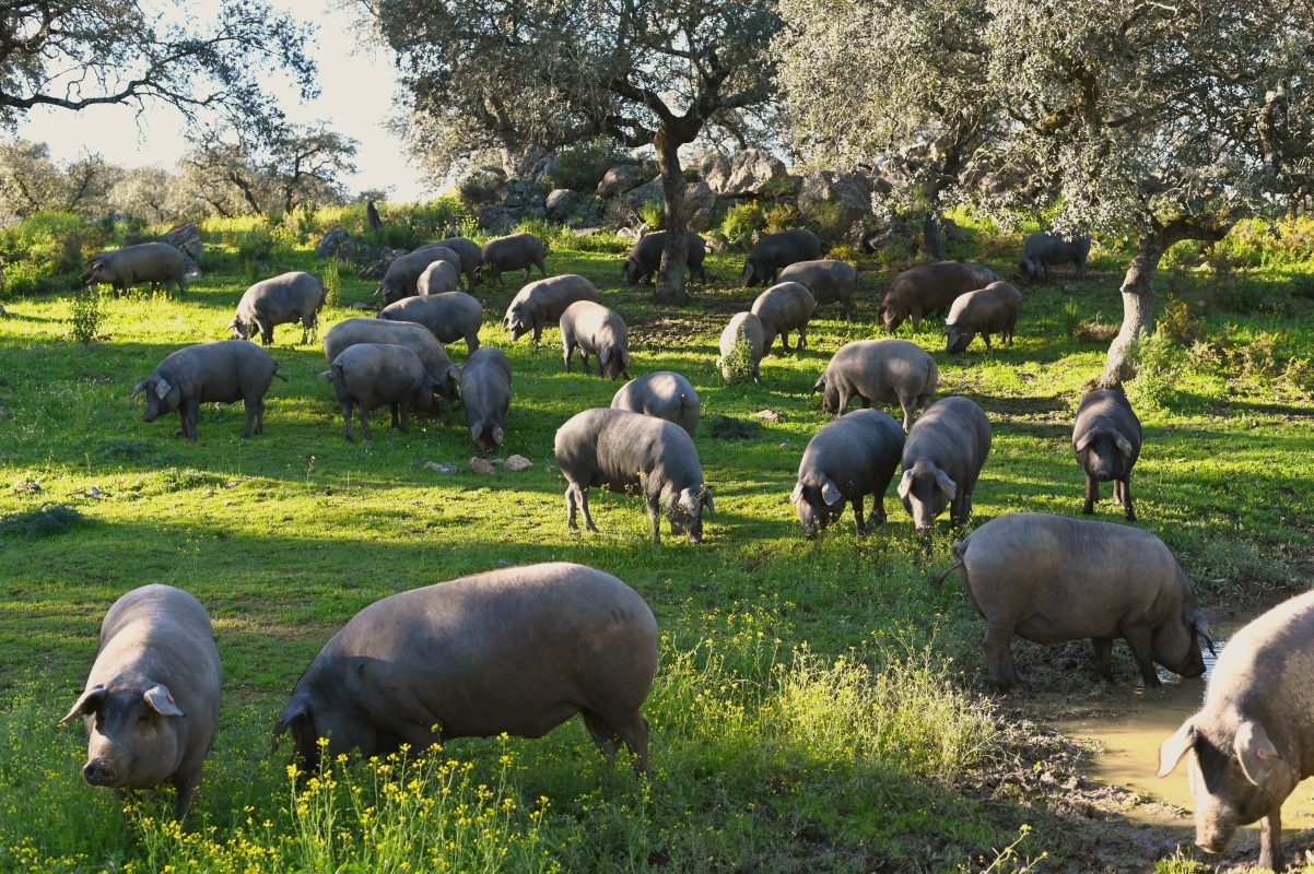 Dehesa embutidos ibéricos