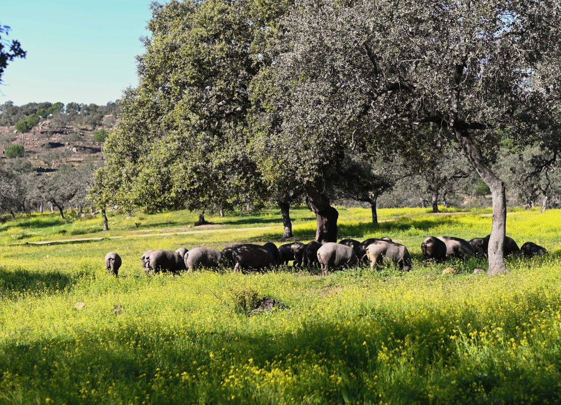 Dehesa embutidos ibéricos