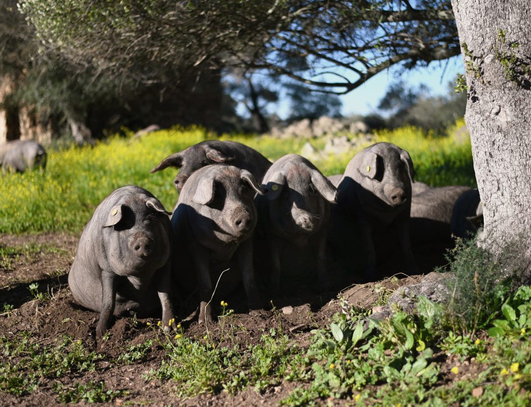 embutidos ibéricos